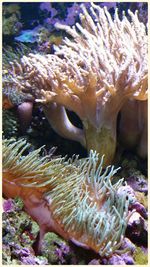 Close-up of sea