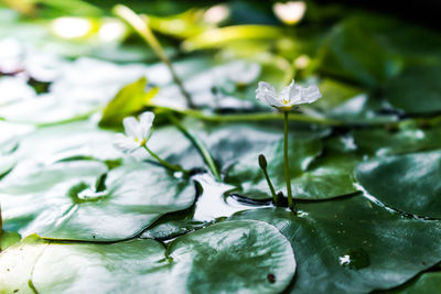 Close-up of water lily in lake