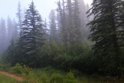 Trees in forest