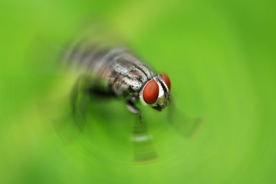 Close-up of fly