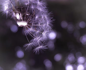 Close-up of dandelion