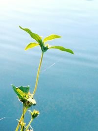 Close-up of plant