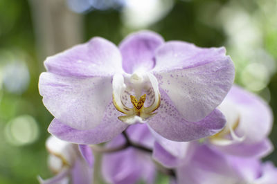 Close-up of purple flowering plant