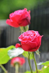 Close-up of pink flower blooming outdoors