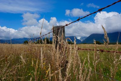 Fence in the nature