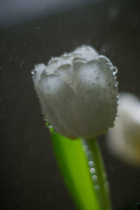 Close-up of wet plant