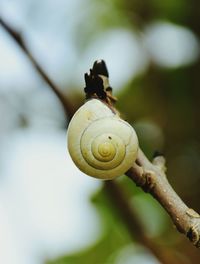 Close-up of snail on leaf