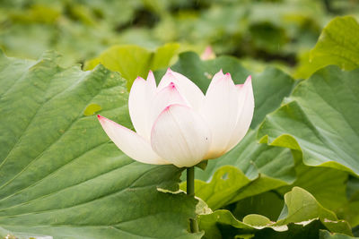 Close-up of lotus water lily