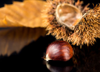 Close-up of dried fruits on dry leaves