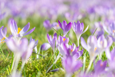 Close-up of purple crocus flowers on field