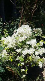 View of flowers in bloom