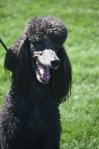 Adorable black poodle looking happy in the sun