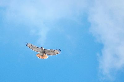 Low angle view of eagle flying in sky