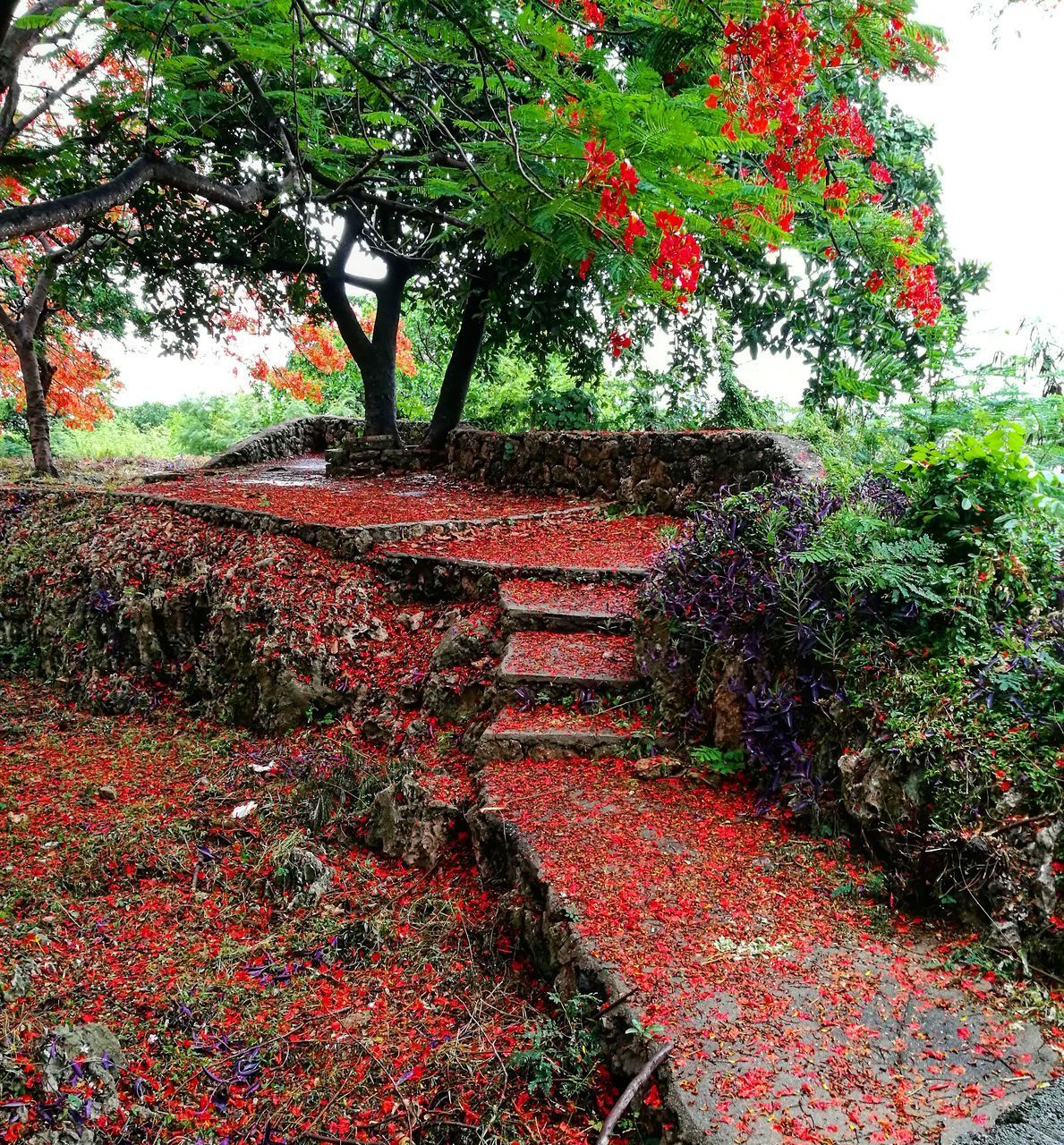 TREES AND RED STEPS IN PARK