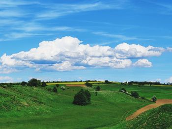 Scenic view of agricultural field against sky