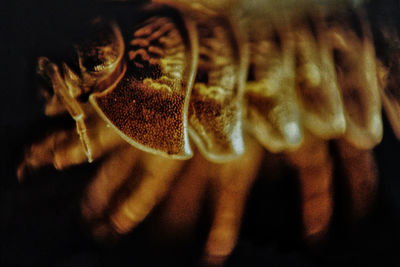 Close-up of an animal over black background