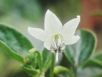 Close-up of white flower