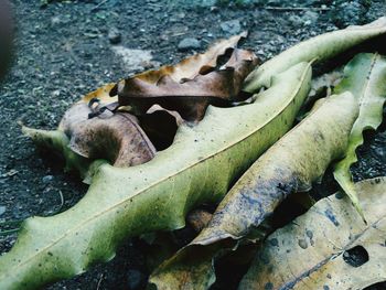 High angle view of sheep resting