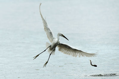 Close-up of bird flying over water