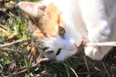 Close-up of cat