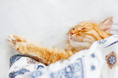 Close-up of cat sleeping on bed