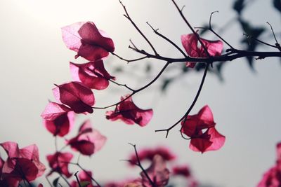 Close-up of pink rose