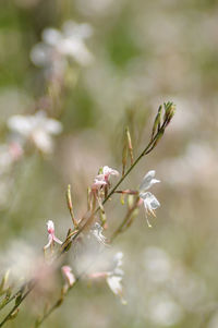 Close-up of flowers on branch