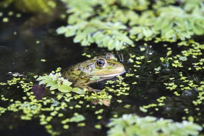 Close-up of a frog in a lake