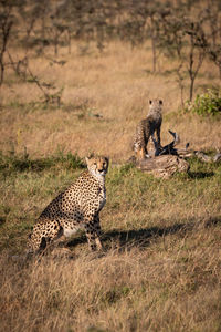 Cheetah on field in zoo