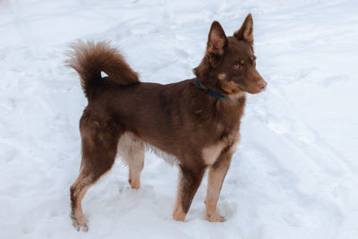 Dog standing on snow