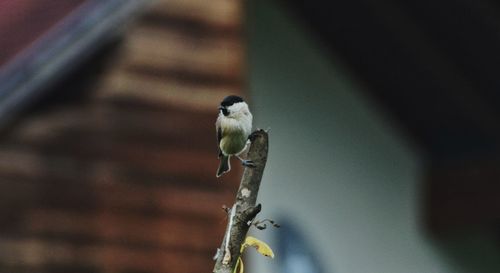 Close-up of bird perching on metal