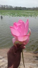 Close-up of pink lotus water lily in lake