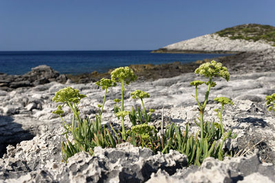 Scenic view of sea against clear sky