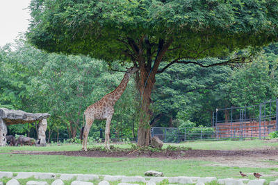 Giraffes on field