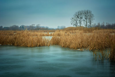 Frozen lake with reeds and trees on the horizon, december day, eastern poland