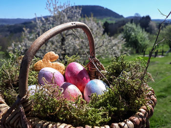 Close-up of eggs in basket on field