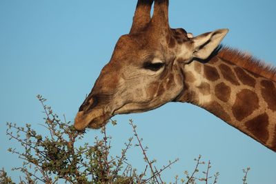 Low angle view of horse against clear sky