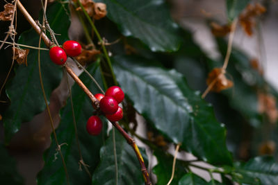 Close-up of red berries growing on tree