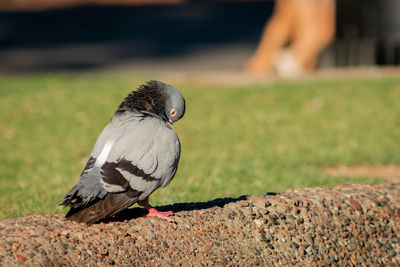 Close-up of bird perching outdoors