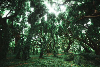 Trees growing on field in forest