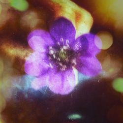 Close-up of purple flowers