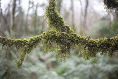 Close-up of pine tree branch in forest