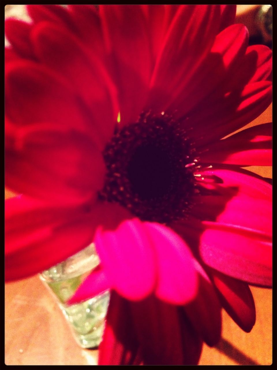 flower, petal, freshness, flower head, fragility, transfer print, indoors, close-up, auto post production filter, beauty in nature, red, pollen, single flower, pink color, growth, nature, vase, focus on foreground, blooming, stamen