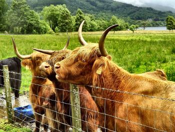 Highland cattle standing by fence on grassy field