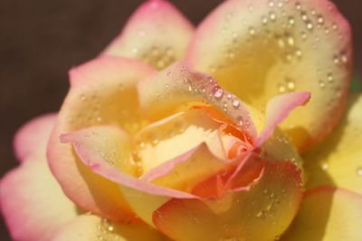 Close-up of wet yellow rose