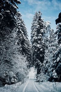 Road amidst trees in forest against sky during winter