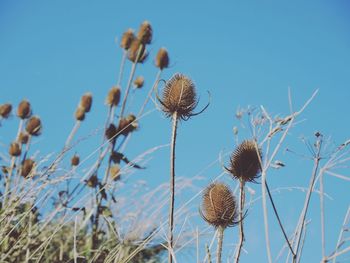 Low angle view of thistle against sky