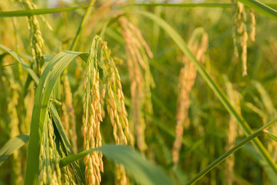 Close-up of wheat growing on field