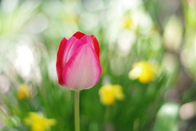 Close-up of pink tulip flower on field