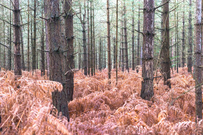 Pine trees in forest